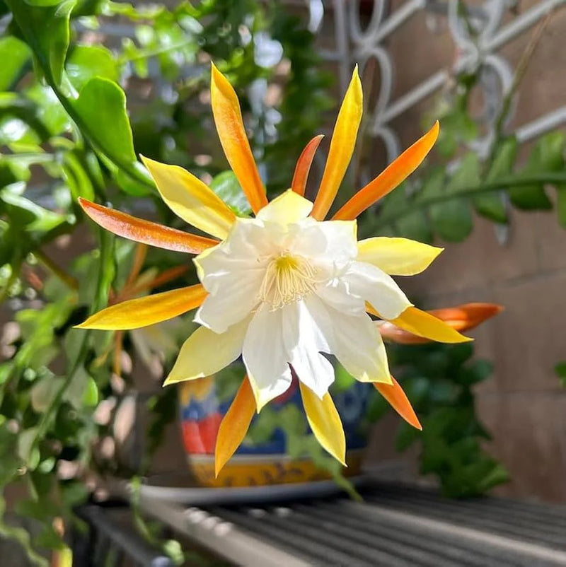 Epiphyllum Flower Seeds Heirloom Non GMO Planting - 100 pcs