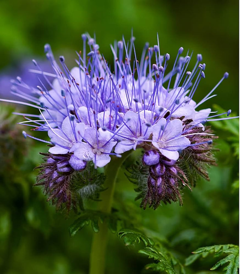 Heirloom Lacy Phacelia Flower Seeds for Garden Planting, Non-GMO, Pollinator-Friendly Wildflower Blooms
