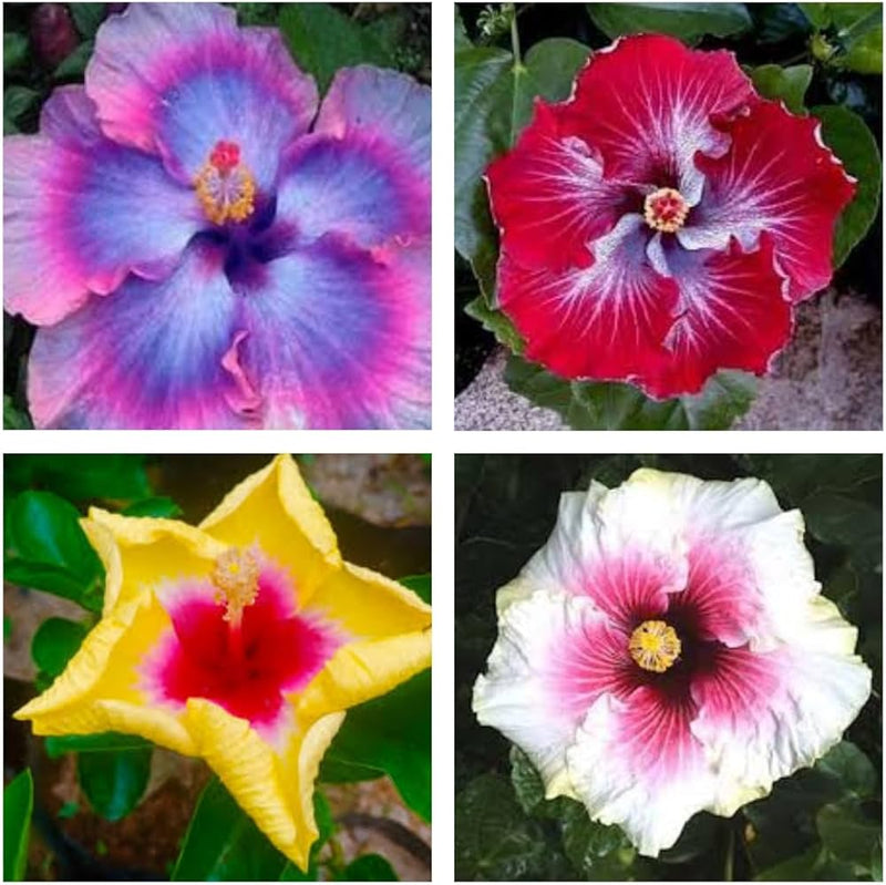 Mixed Hibiscus Flower Seeds – Heirloom, Non-GMO Seeds for Planting Colorful Blooming Variety