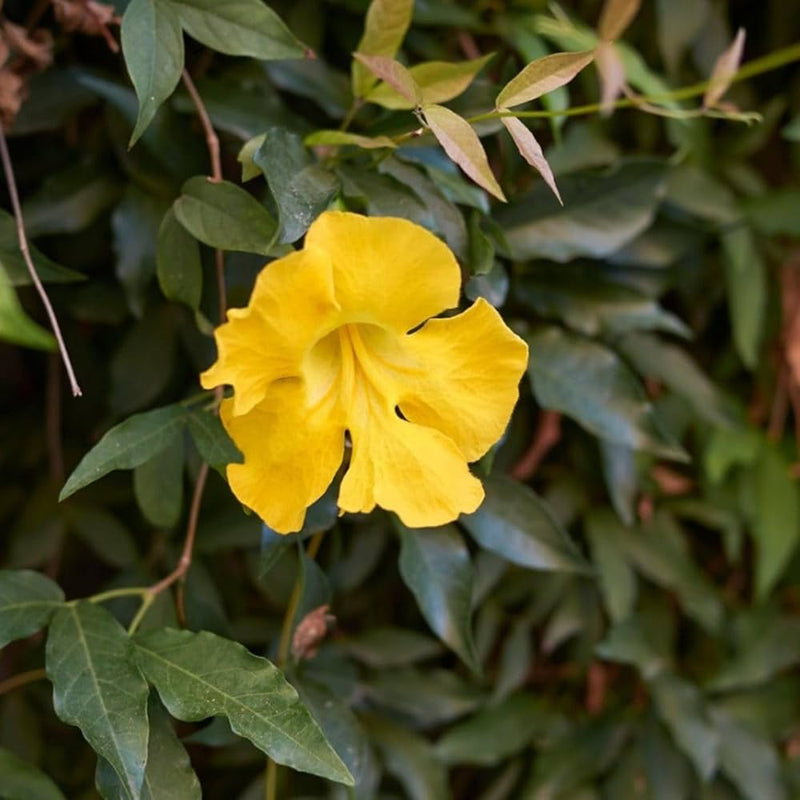 Heirloom Dolichandra Unguis Flower Seeds, Non-GMO, Climbing Blooms for Trellises and Fences