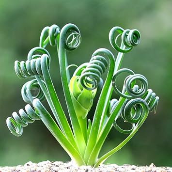 Plant (Plant scientific name) for planting in garden