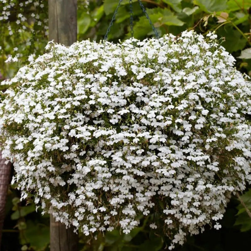 Regatta Flower Seeds Heirloom Non GMO Planting - 100 pcs
