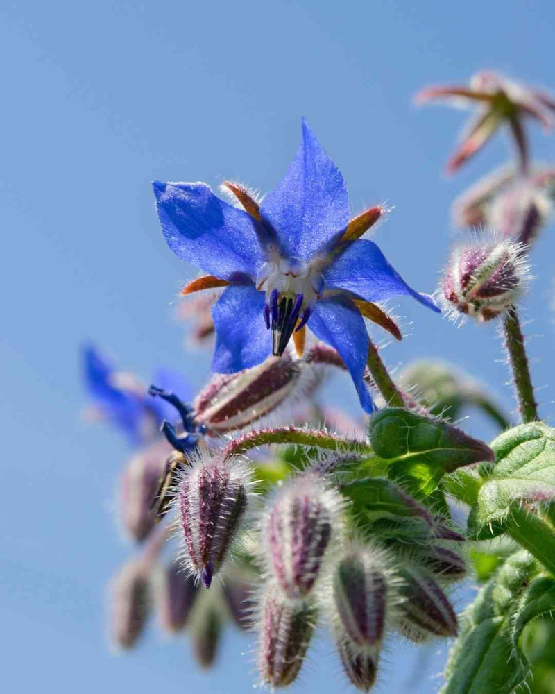 Dark Blue Borago Flower Seeds for Planting - 100 pcs seeds for planting in home garden