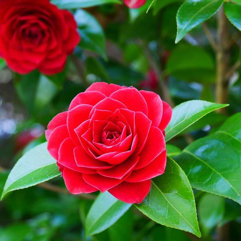 Camellia Flower Seeds for Planting, Heirloom, Non-GMO for planting in home garden