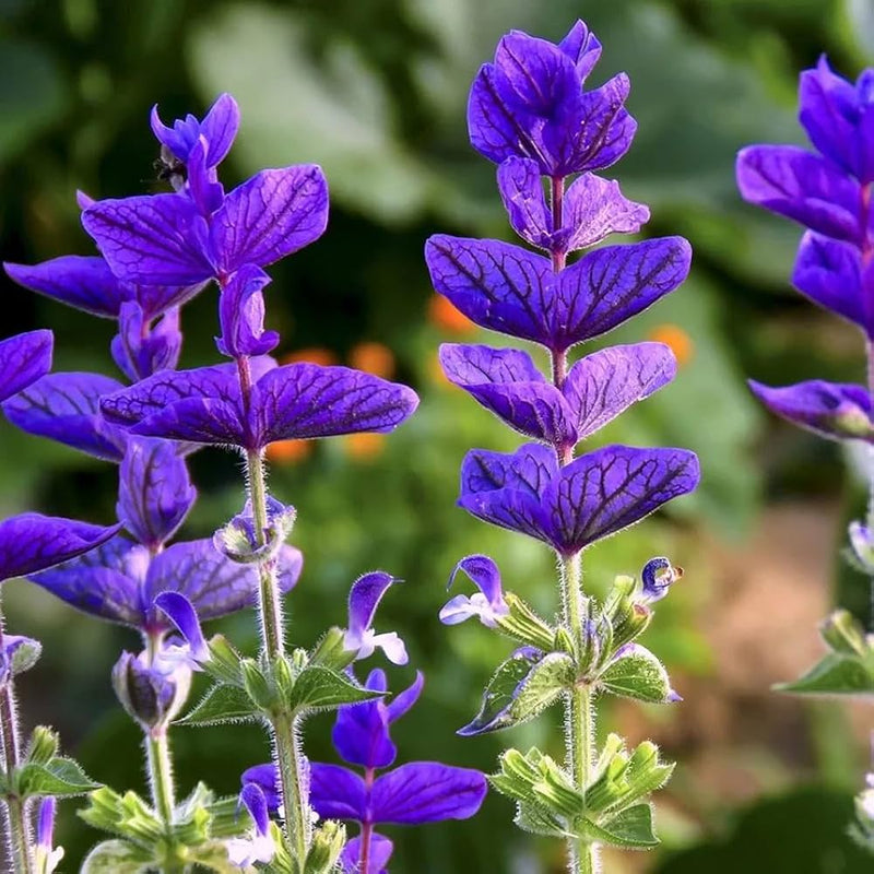 Semillas Flower Seeds – Heirloom Non-GMO Decorative Blooms for Vibrant Garden Planting