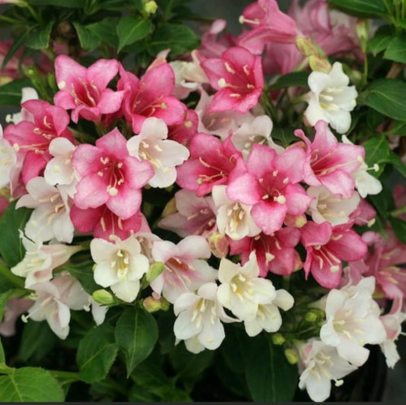 Weigela Florida Flower Seeds for Planting, Heirloom, Non-GMO