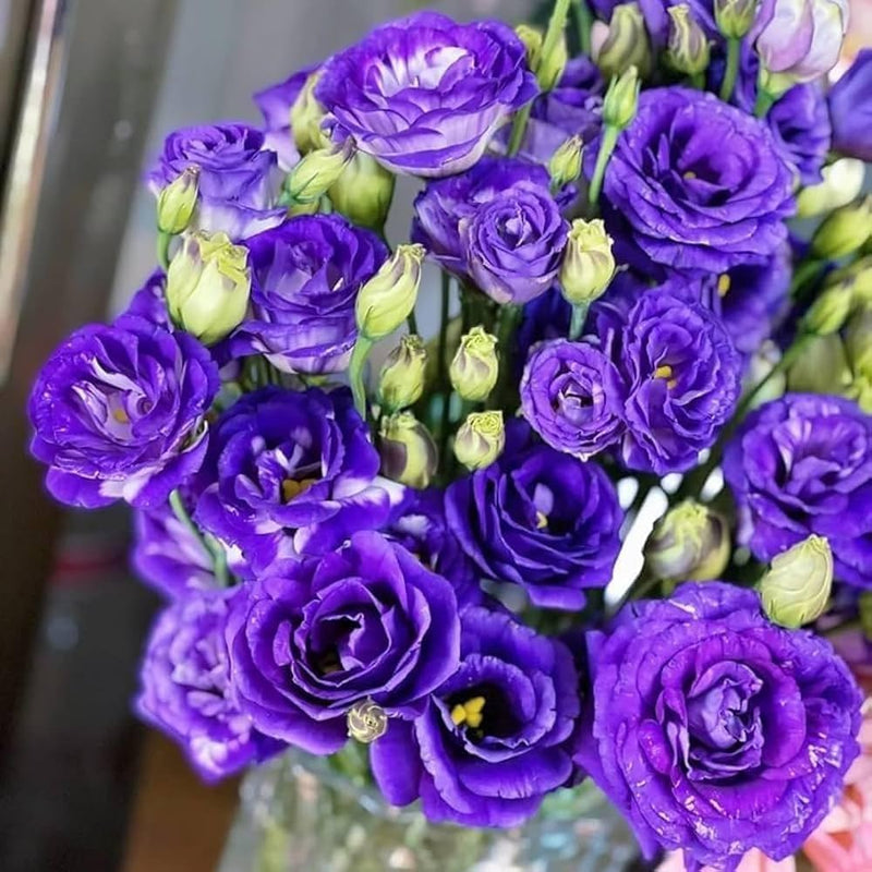 Silk Blue Lisianthus Flower Seeds for Planting - Heirloom, NON-GMO Seeds - Easy Grow Garden Blooms