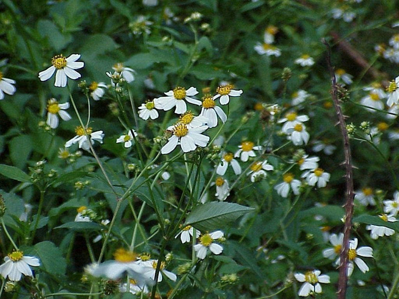 Spanish Needles Flower Seeds – Heirloom Non-GMO Seeds for Garden Planting - Needles for planting in home garden