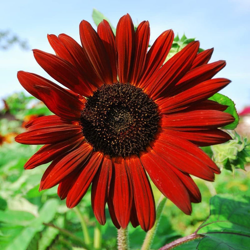 Sunflower Plant Seeds Heirloom Non GMO Planting - 100 pcs