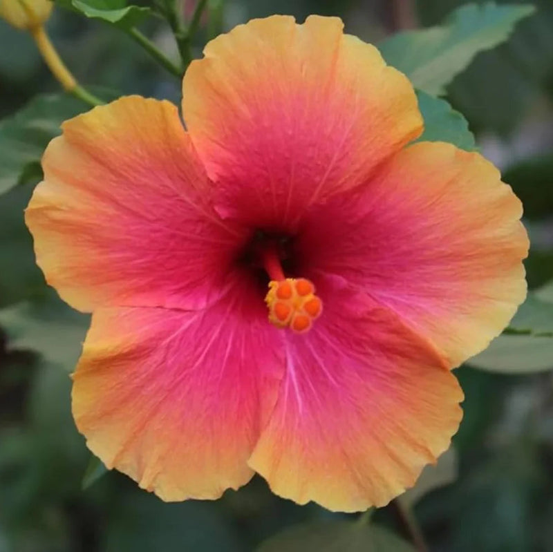 Thomsonae Flower Seeds Pink Orange – Organic, Heirloom, Non-GMO Seeds for Planting