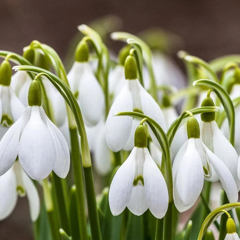 Heirloom Galanthus Flower Seeds, Non-GMO Snowdrop Blooms for Early Spring Garden Planting