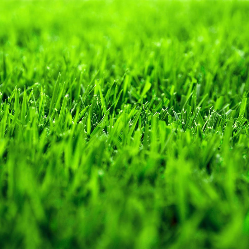 Zoysia Zenith Grass Seed ? Premium Drought-Resistant Lawn Seed for a Lush, Low-Maintenance Yard