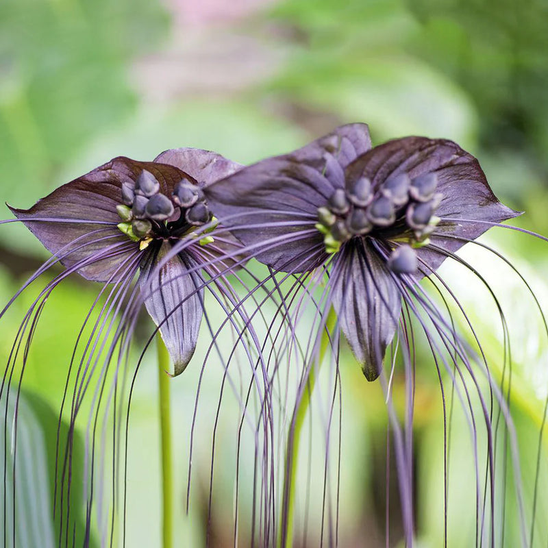 Tacca Chantrieri Flower Seeds for Planting, Heirloom, Non-GMO, 100 pcs