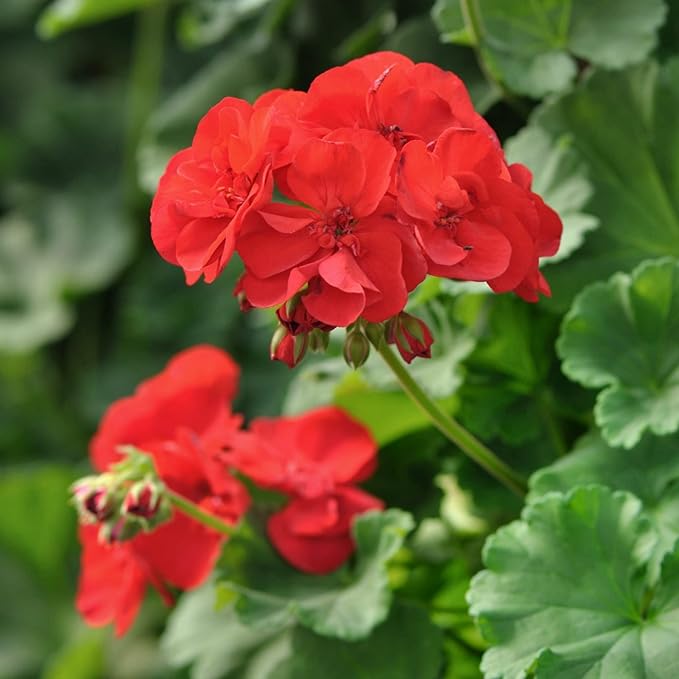 Non-GMO (Non-GMO scientific name) for planting in garden