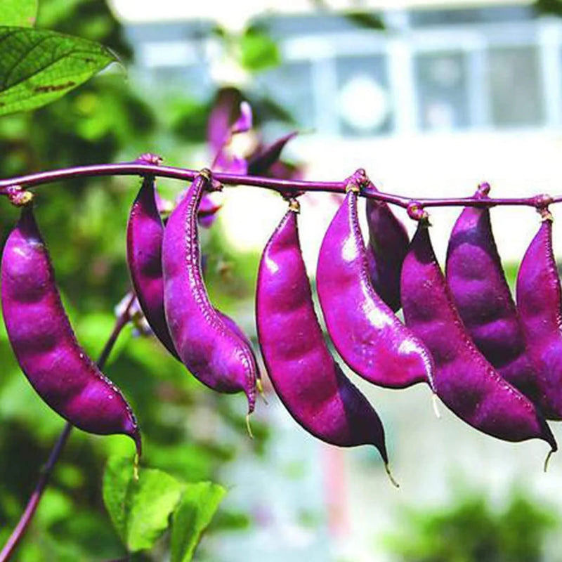 Heirloom Purple Hyacinth Bean Seeds for Planting heirloom & Non-GMO Seeds