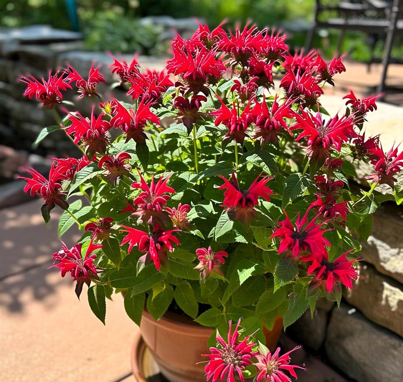 Beebalm Flower Seeds Heirloom Non GMO Planting - 100 pcs