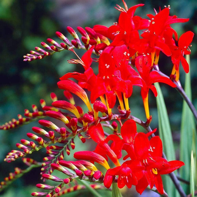 Heirloom Crocosmia Flower Seeds, Non-GMO Vibrant Perennial Blooms for Garden Planting