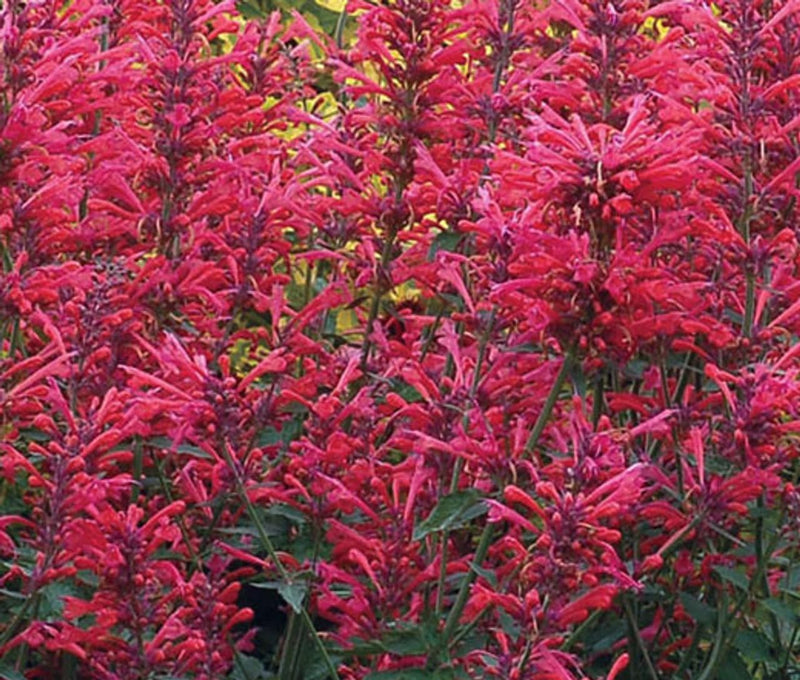 Agastache Cana Flower Seeds for Planting - NON GMO Seeds for planting in home garden
