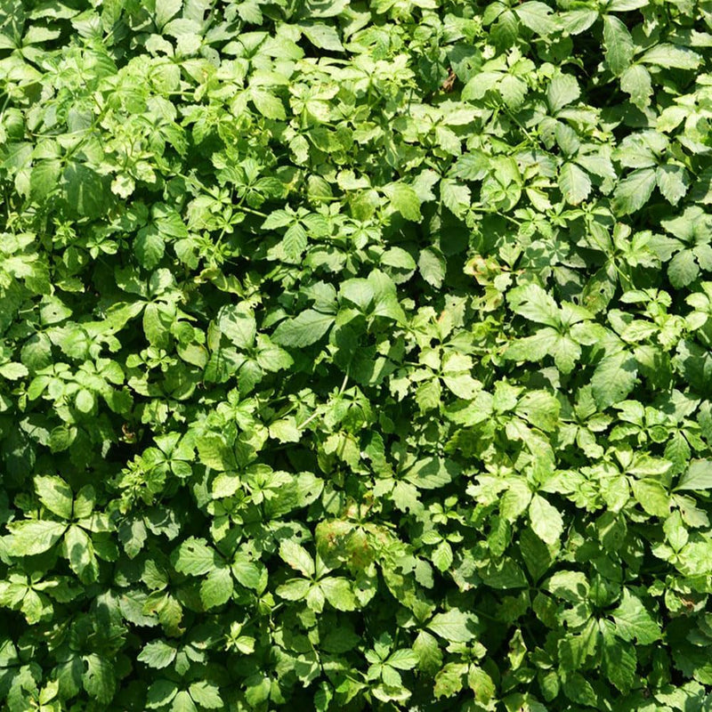 Jiaogulan Herb Seeds – Heirloom, Non-GMO, Longevity Plant Seeds for Medicinal Garden Planting for planting in home garden