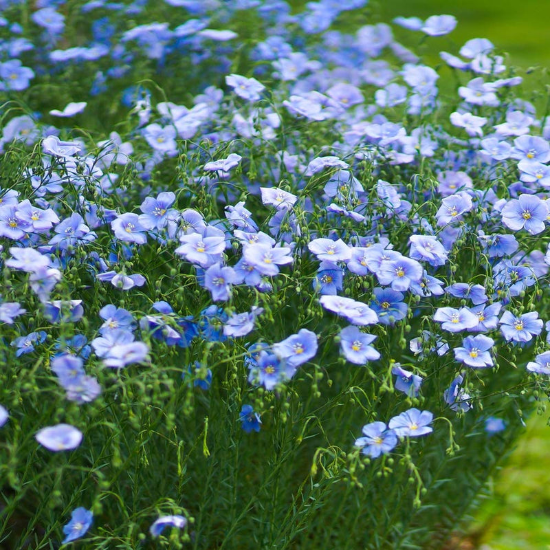 Flax Flower Seeds for Planting, Yellow Perennial, 100 pcs for planting in your garden.