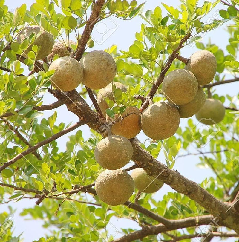 Wood apple Limonia acidissima seeds for tropical hardy garden