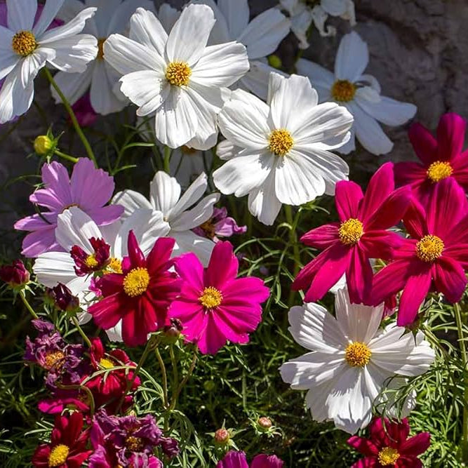 Heirloom Bicolor Cosmos Peppermint Twist Flower Seeds for Planting – Vibrant Garden Blooms