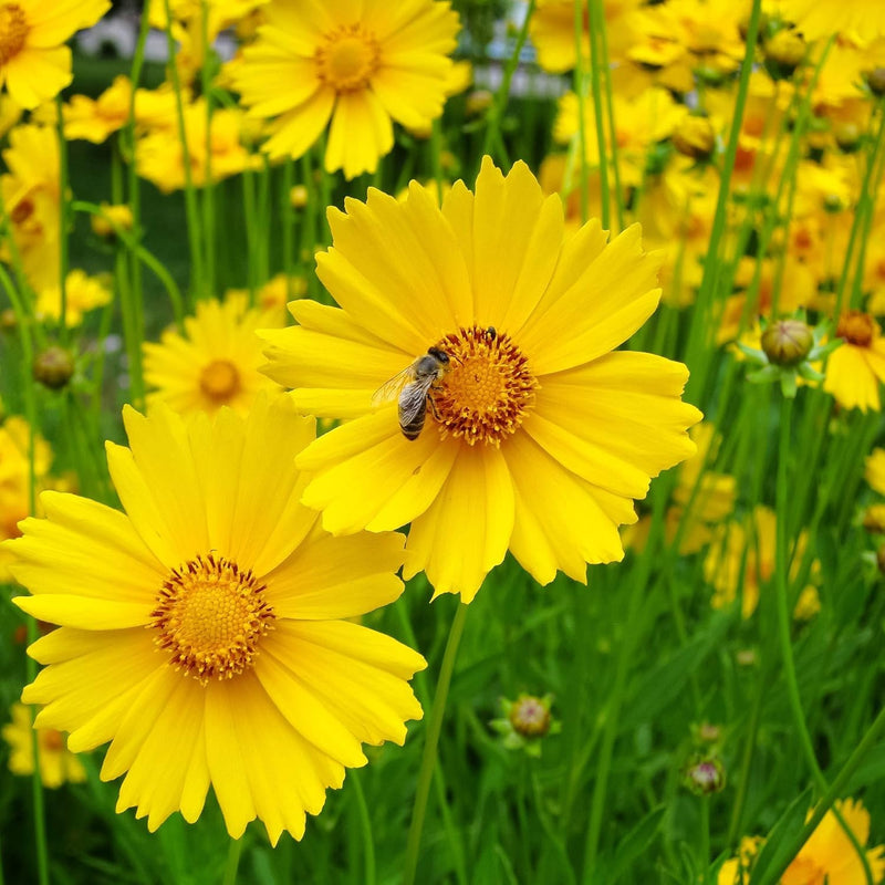 Heirloom Coreopsis Basalis Flower Seeds for Garden Planting, Non-GMO, Golden Blooms for Wildflower Beds