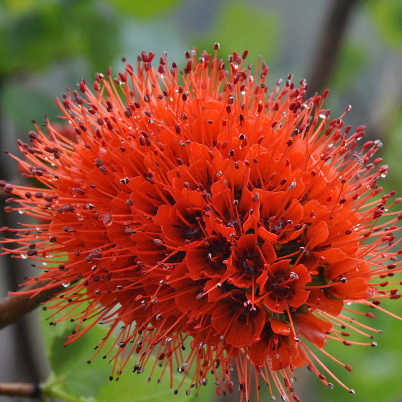 Greyia Sutherlandii Flower Seeds – Heirloom Non-GMO Seeds for Bold and Ornamental Garden Planting