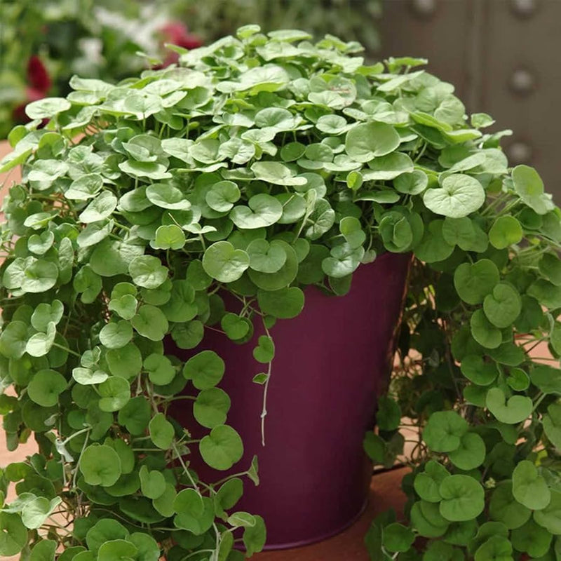 Emerald Falls Dichondra House Plant Seeds for Garden - NON GMO Seeds for planting in home garden