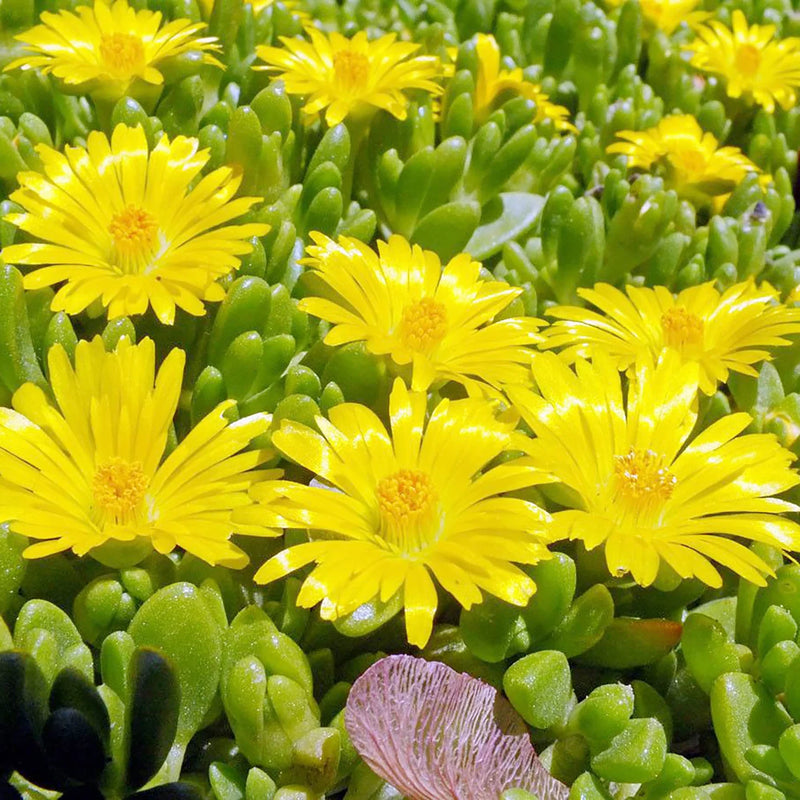 Heirloom Delosperma Flower Seeds for Garden Planting, Non-GMO, Ice Plant Blooms for Ground Cover