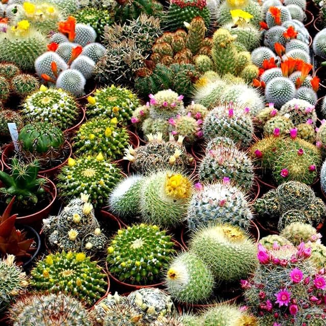 Heirloom Samen Kakteen Plant Seeds, Non-GMO, Rare Cactus Variety for Indoor or Desert Gardens