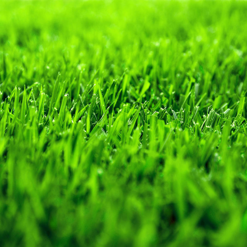 Zoysia Shadow Grass Seed