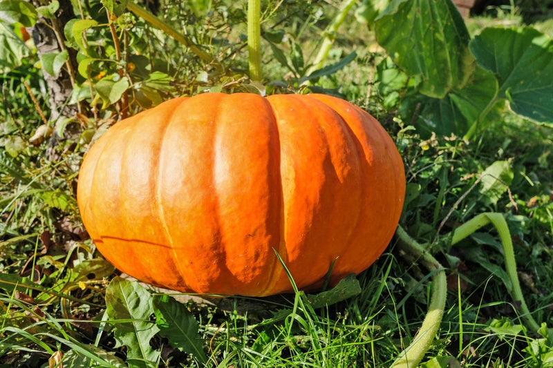Giant Pumpkin Cucurbita maxima seeds for garden planting