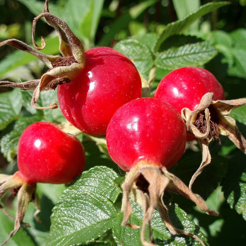 Rosehip Plant Seeds for Planting – Heirloom, Non-GMO Seeds for Herbal Garden Growth