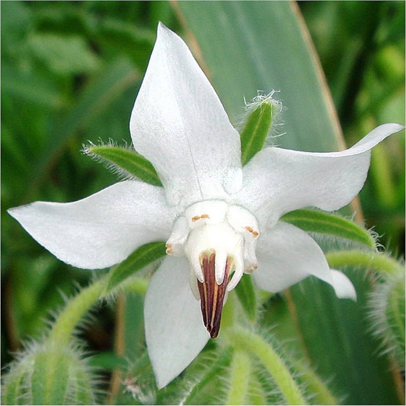 Borage White Seeds for Planting – Organic, Heirloom, Non-GMO Flower & Herb Seeds for planting in your garden.