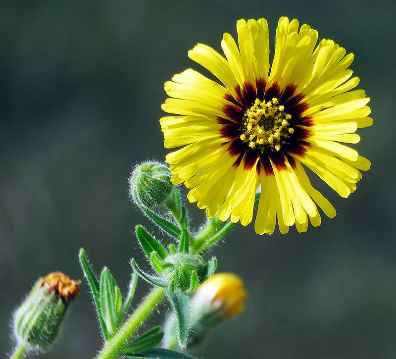 Spring Madia Flower Seeds – Heirloom Non-GMO Seeds for Wildflower and Pollinator-Friendly Garden Planting