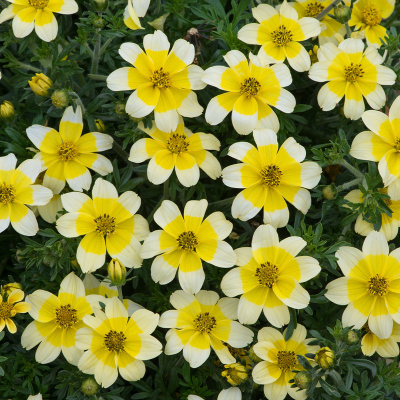 Bidens Golden Eye Flower Seeds – Heirloom Non-GMO Seeds for Bright and Pollinator-Friendly Garden Planting