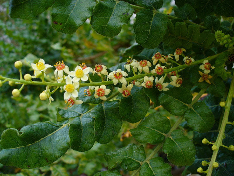 Boswellia Sacra Seeds for Planting – Heirloom, NON-GMO, Easy to Grow Frankincense Tree Seeds
