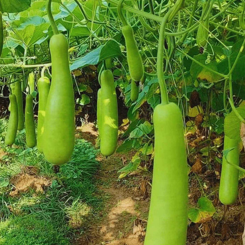 Gourd Vegetable Seeds for Planting - 100 Pcs pcs