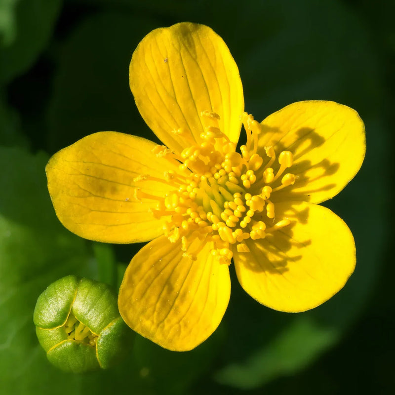 Heirloom Marsh Marigold Seeds – Non-GMO Flower Seeds for Planting