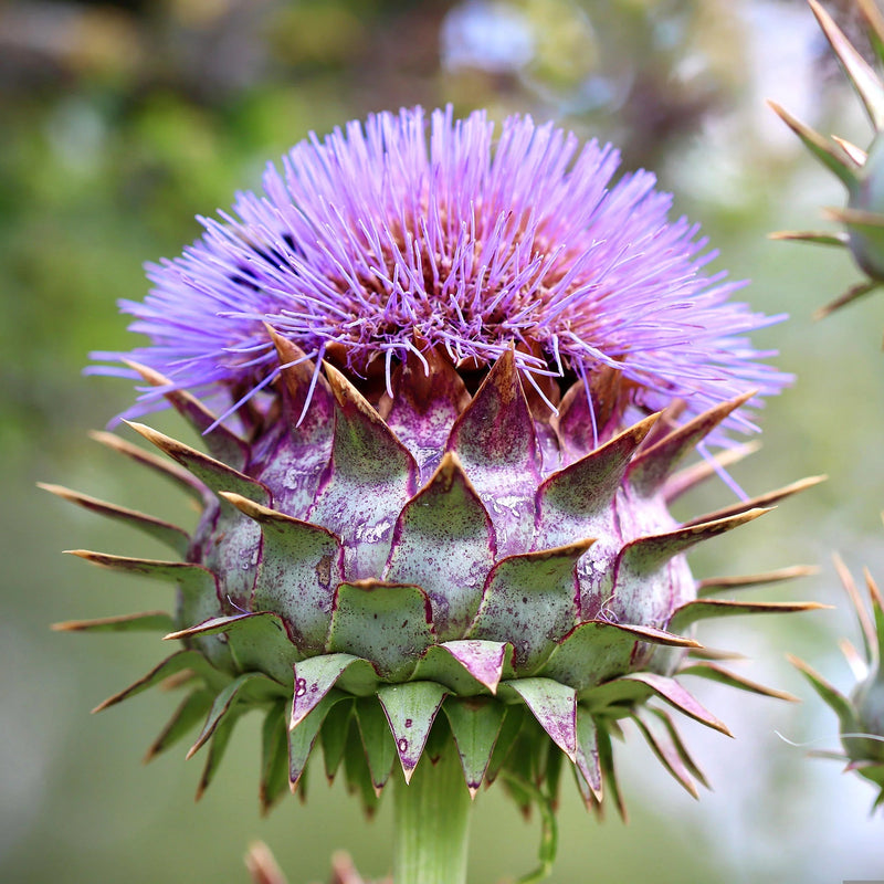 Cynara Flower Seeds Heirloom Non GMO Planting - 100 pcs