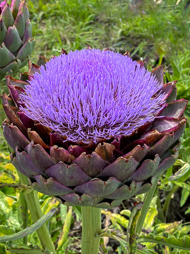 Blue Cardoon Seeds for Planting – Organic, Heirloom, Non-GMO Flower Seeds