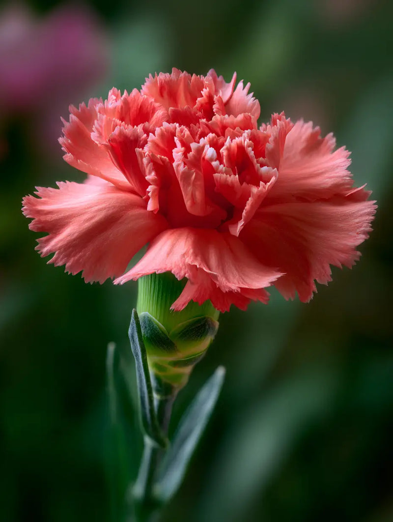 Carnation Flower Seeds Heirloom Non GMO Planting - 100 pcs