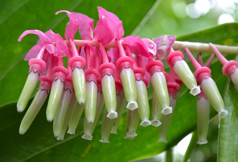 Heirloom Non-GMO Cavendishia Grandifolia Flower Seeds for Planting – Rare Tropical Garden Blooms - Non-GMO for planting in home garden