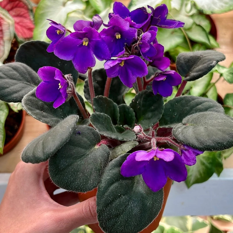 Saintpaulia Ionantha Flower Seeds – Heirloom Non-GMO Seeds for Indoor and Garden Planting