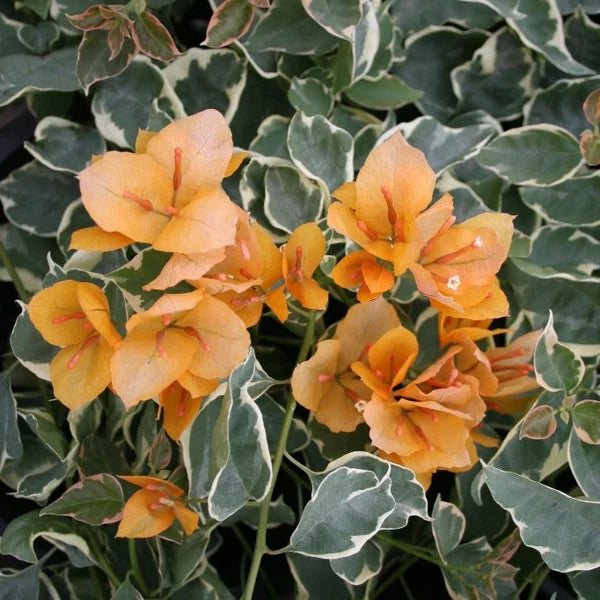 Delta Dawn Bougainvillea Flower Seeds for Planting - Heirloom and Non-GMO Garden seeds for planting in home garden