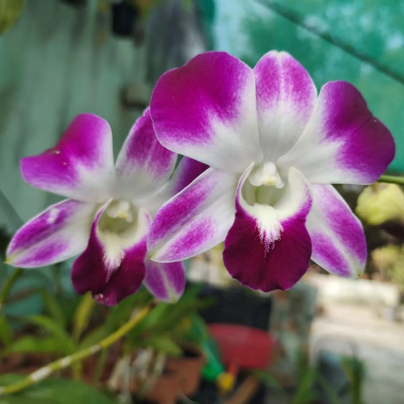 Heirloom Non-GMO Dendrobium Flower Seeds for Planting – Exotic Orchid Blooms for Indoors & Gardens