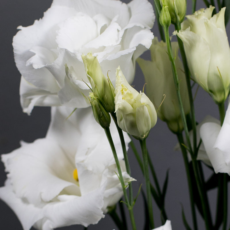 White Lisianthus Echo Flower Seeds for Planting - Heirloom, NON-GMO Seeds - Garden Blooms & Cut Flowers