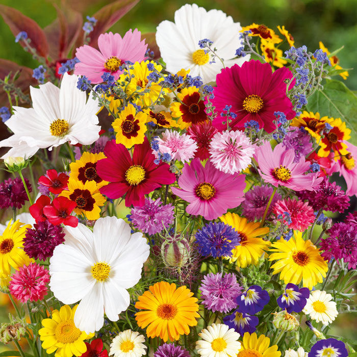 Flower Seed Sampler – Heirloom Non-GMO Mixed Seeds for Diverse and Colorful Garden Planting
