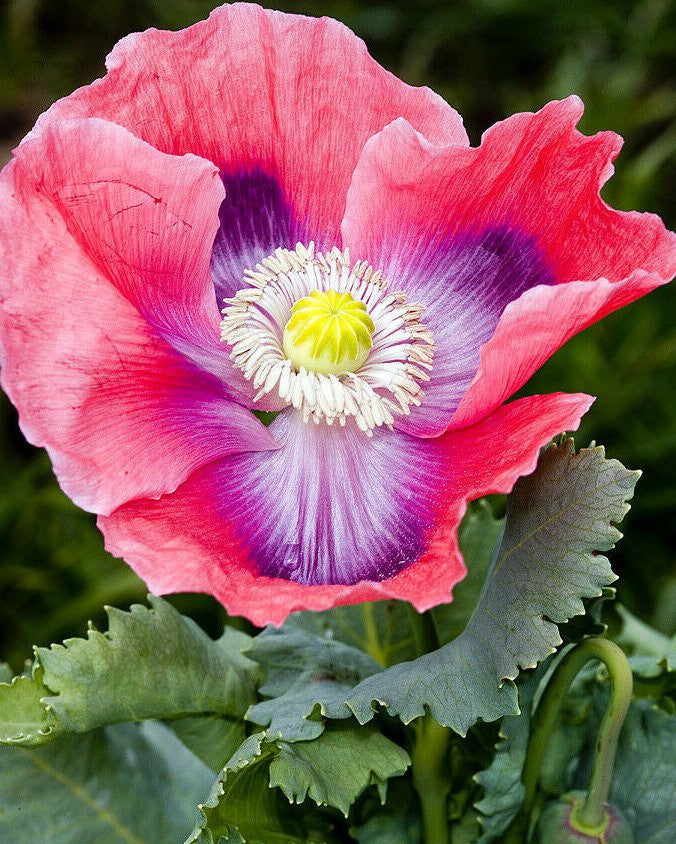 Giant Giganteum poppy flowers blooming in a sunny ornamental garden.